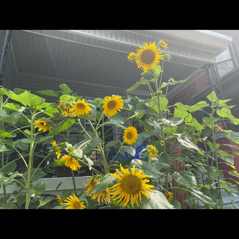 Meet your Posher, Lelabari